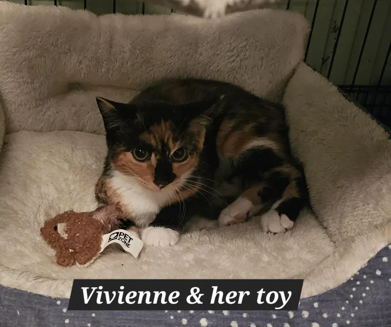 Vivienne