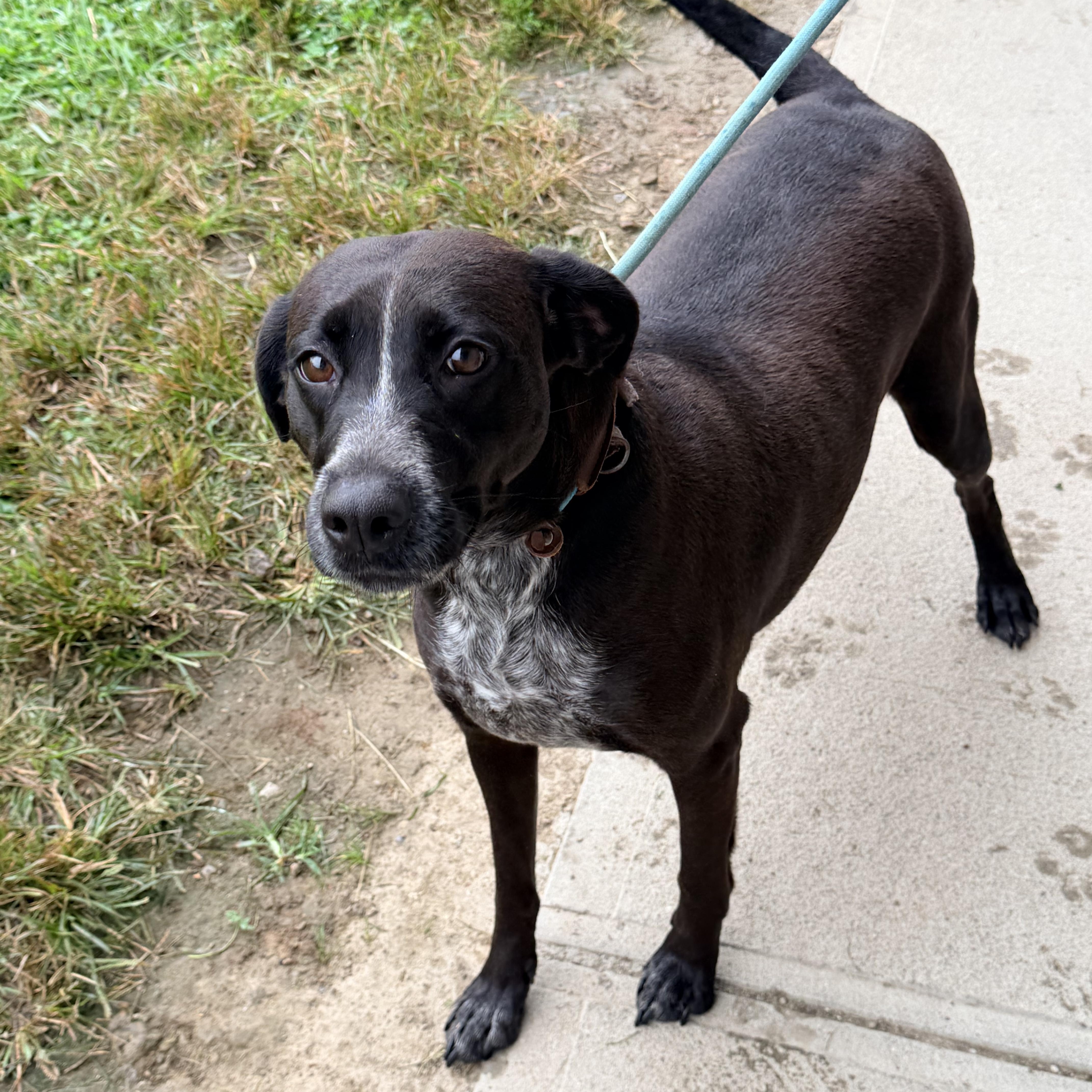 An adult medium-sized female Black Labrador Retriever dog named Onyx for adoption in Logan, OH