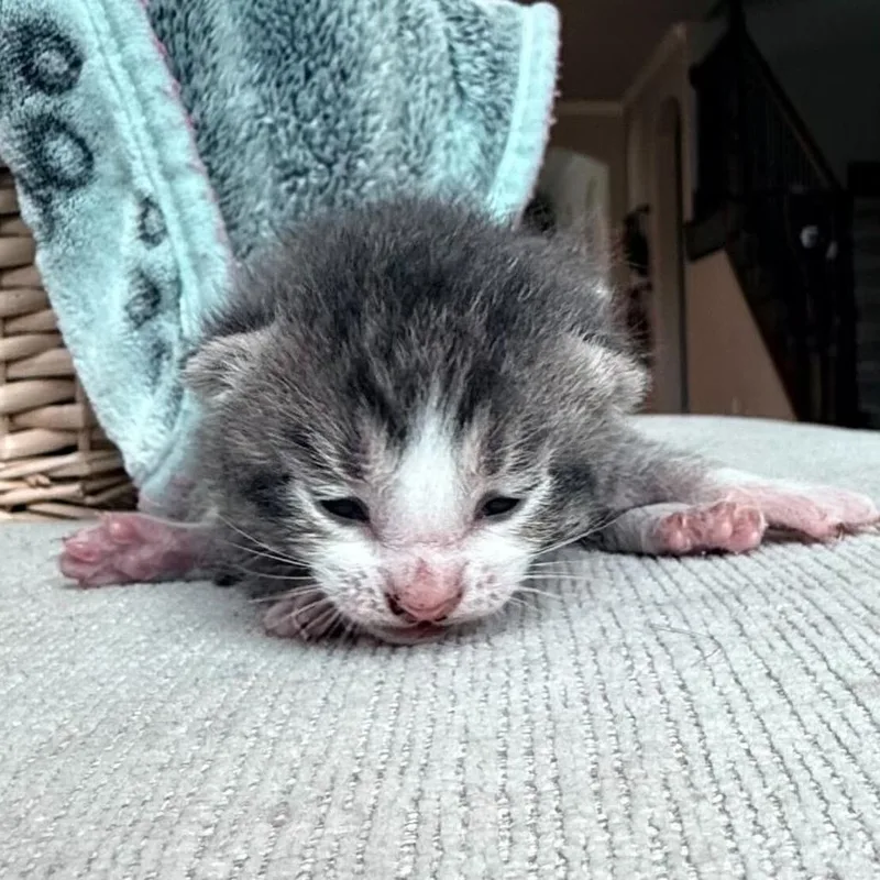 A baby small-sized male Gray / Blue / Silver Domestic Short Hair cat named Benny for adoption in San Antonio, TX