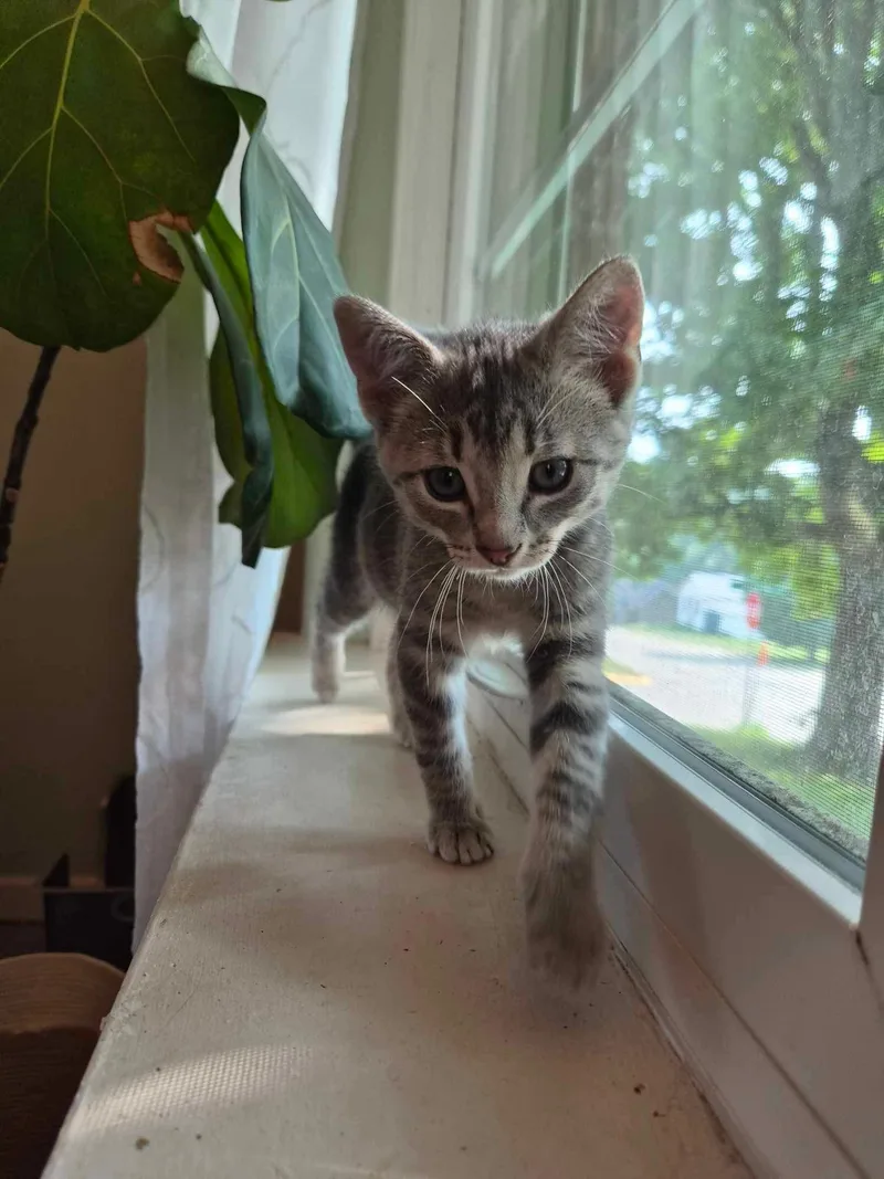 A baby medium-sized male Gray / Blue / Silver Domestic Short Hair cat named Atticus for adoption in Mineral Point, WI