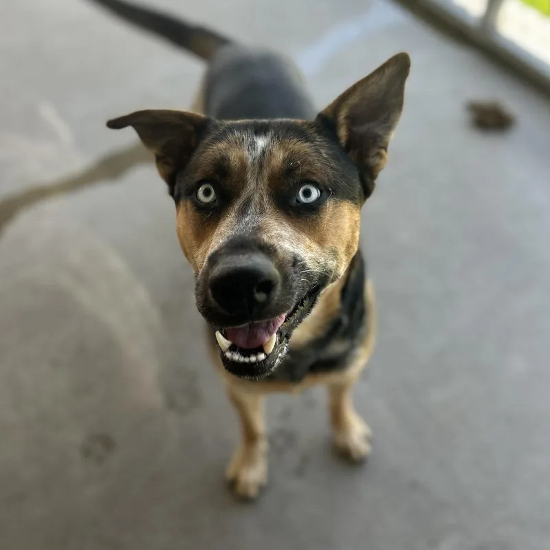 An adult large-sized male Black Australian Cattle Dog / Blue Heeler dog named Teddy for adoption in Emporia, KS