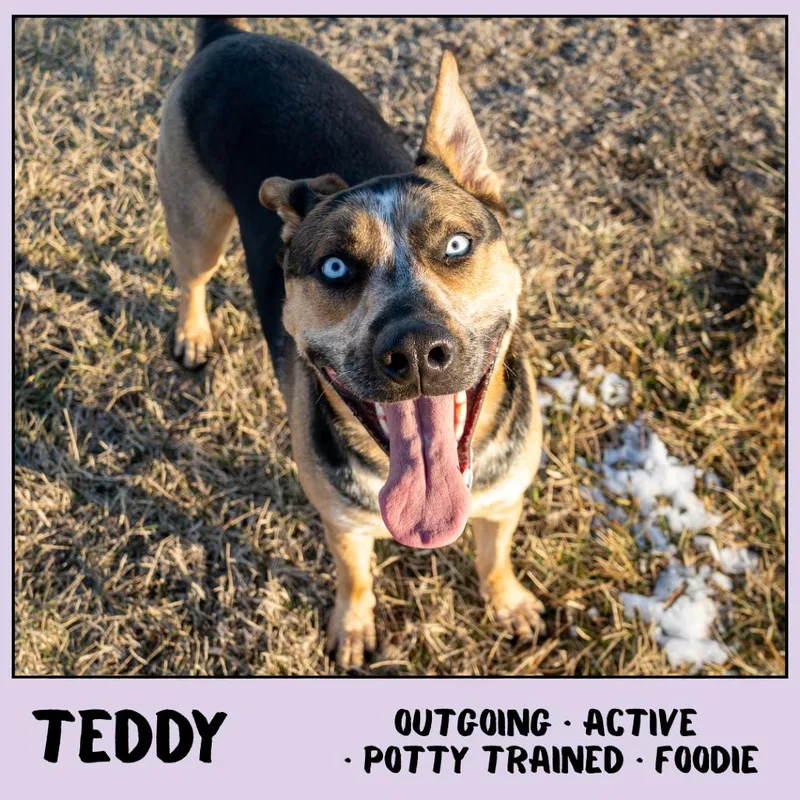 Teddy thumbnail 3