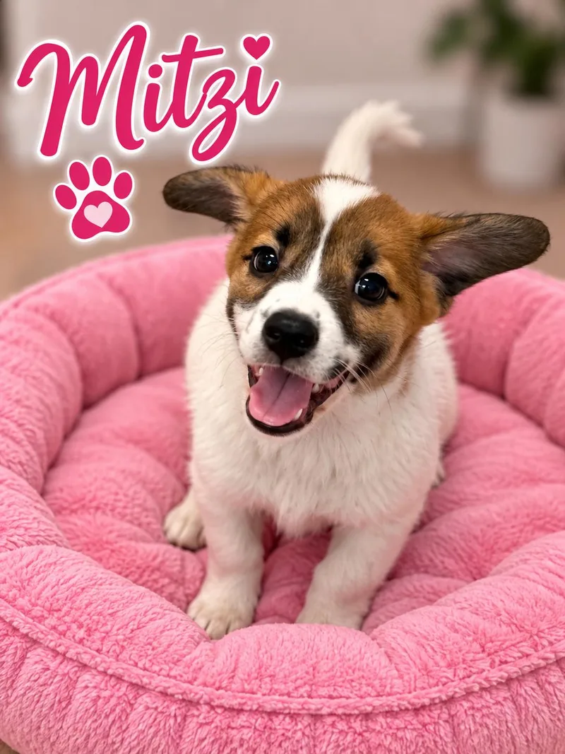 Mitzi