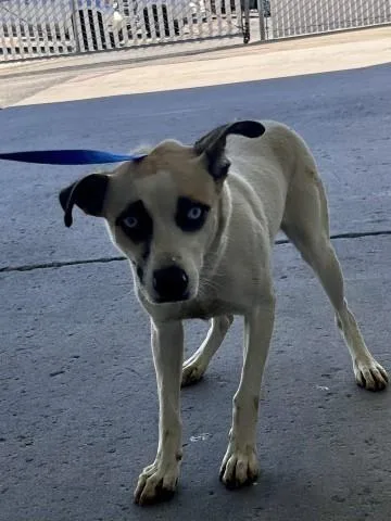 A young medium-sized female Shepherd dog named Tweek for adoption in Bakersfield, CA