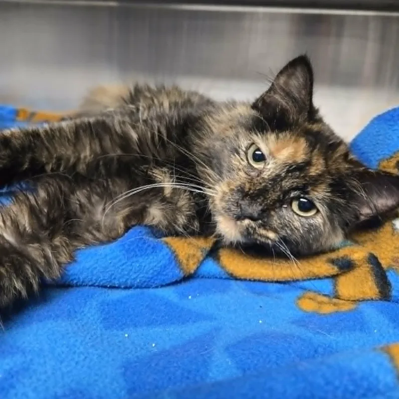 A baby small-sized female Tortoiseshell Domestic Medium Hair cat named Lilac for adoption in Watertown, WI