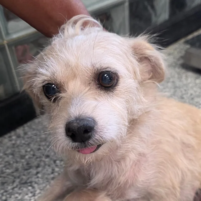 An adult small-sized female White / Cream Chihuahua dog named Lola for adoption in Kingman, KS