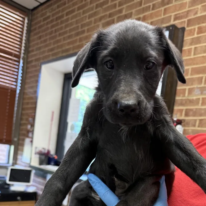 A baby small-sized male Black Labrador Retriever dog named Finn for adoption in Birmingham, AL