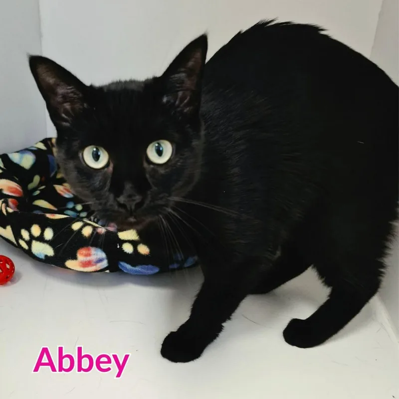Abbey