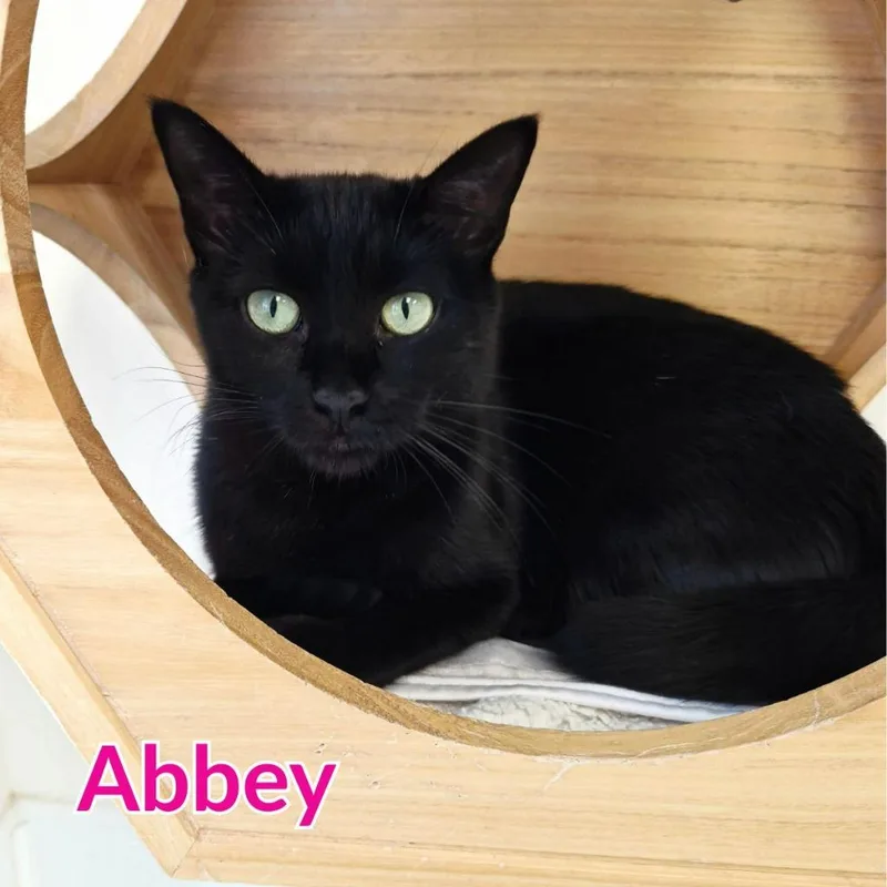Abbey thumbnail 2