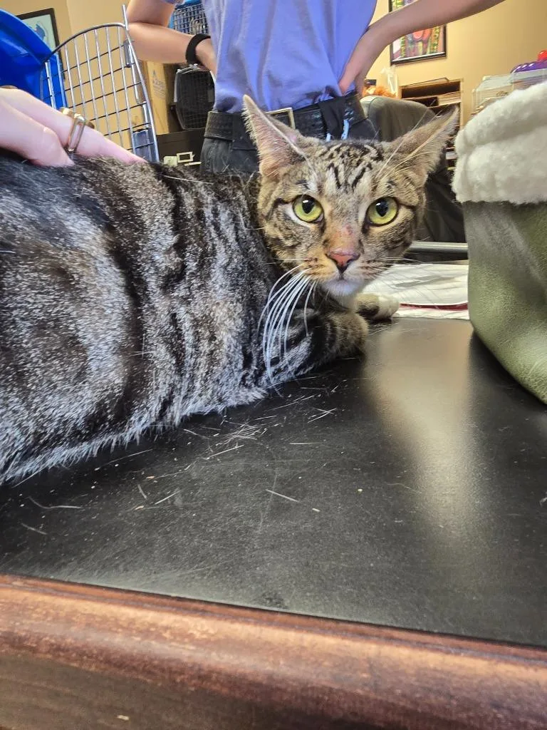 A young small-sized female Domestic Short Hair cat named JuiceBox for adoption in Maumelle, AR