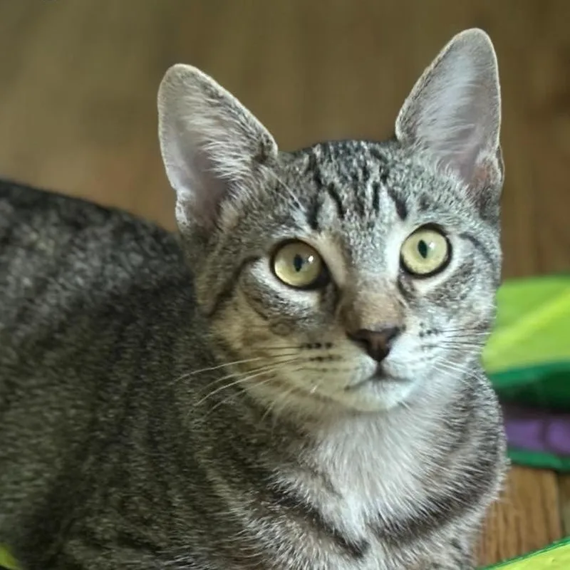 A young small-sized female Buff / Tan / Fawn Domestic Short Hair cat named Scrabbie ARC for adoption in Akron, NY