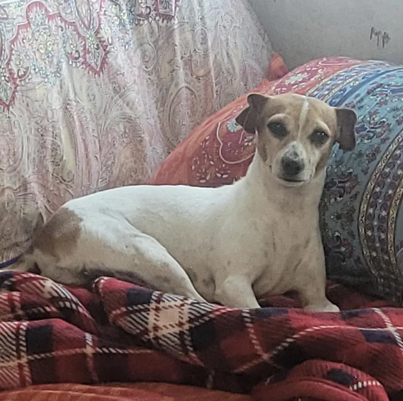 An adult small-sized female White / Cream Jack Russell Terrier dog named Arica for adoption in Fair Play, MO