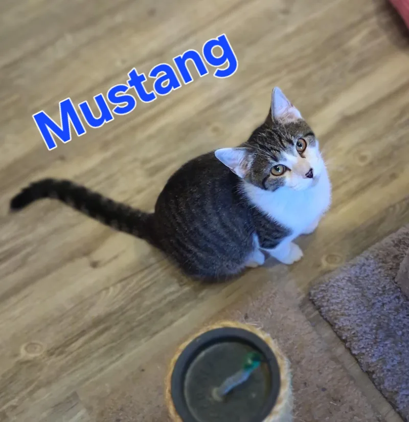 A young small-sized male Domestic Short Hair cat named Mustang for adoption in Lynchburg, TN