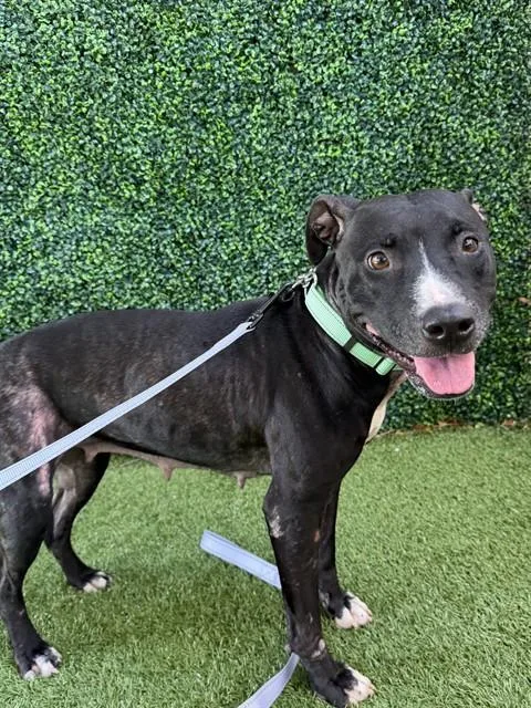 An adult medium-sized female Terrier dog named A for adoption in Naples, FL