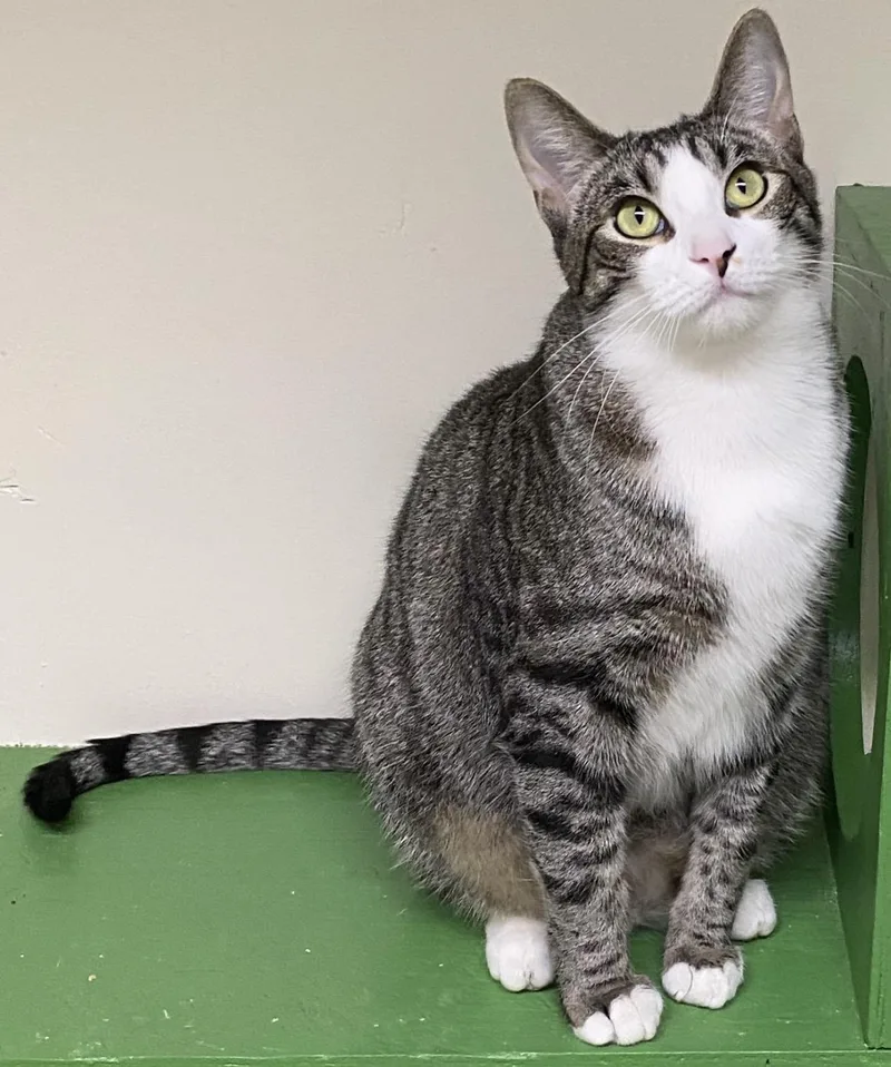 A young large-sized male Tabby (Gray / Blue / Silver) Domestic Short Hair cat named Shohei for adoption in Los Angeles, CA