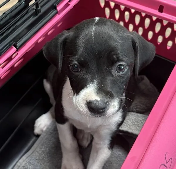 A baby medium-sized female Terrier dog named Balloon for adoption in San Diego, CA