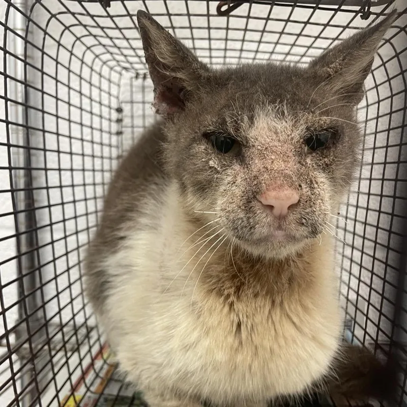 A senior medium-sized male Gray / Blue / Silver Domestic Short Hair cat named Hayes for adoption in Edinburg, TX