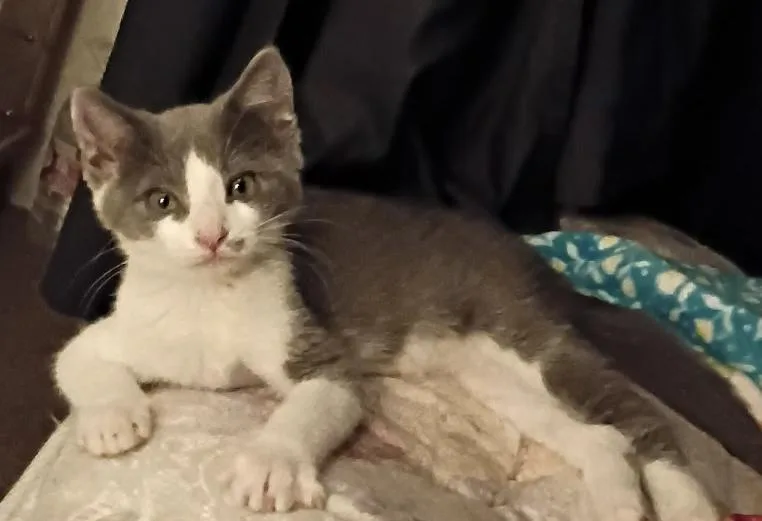 A baby small-sized male Gray & White Domestic Short Hair cat named Maverick for adoption in Pendleton, OR