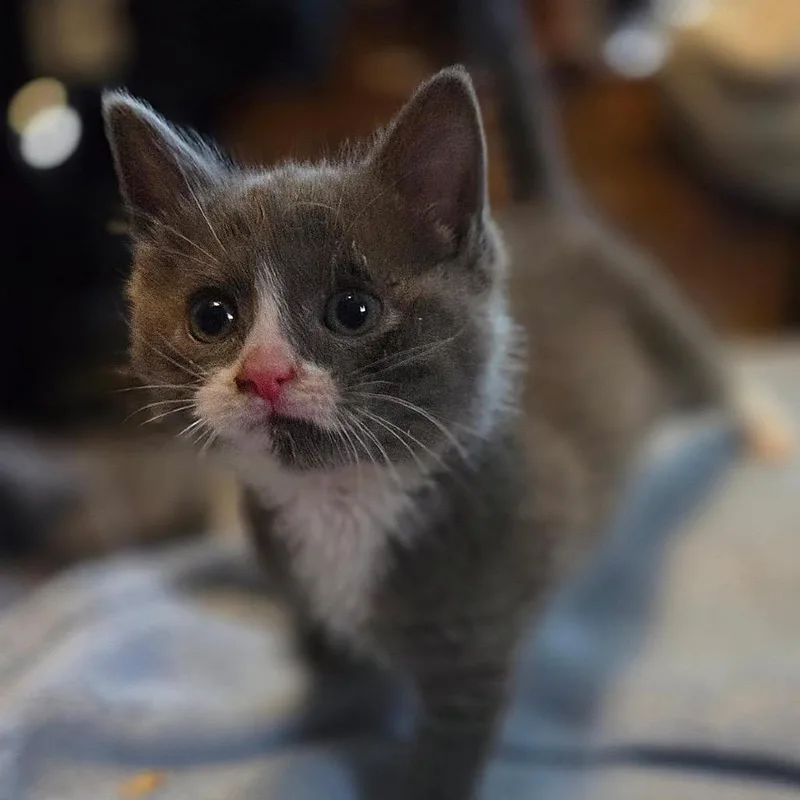 A baby small-sized female Gray / Blue / Silver Domestic Medium Hair cat named Krusty Crab for adoption in Wappingers Falls, NY