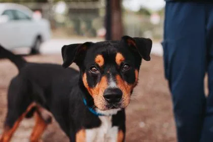 An adult medium-sized male Hound dog named a Jimmy Kibble for adoption in North Charleston, SC
