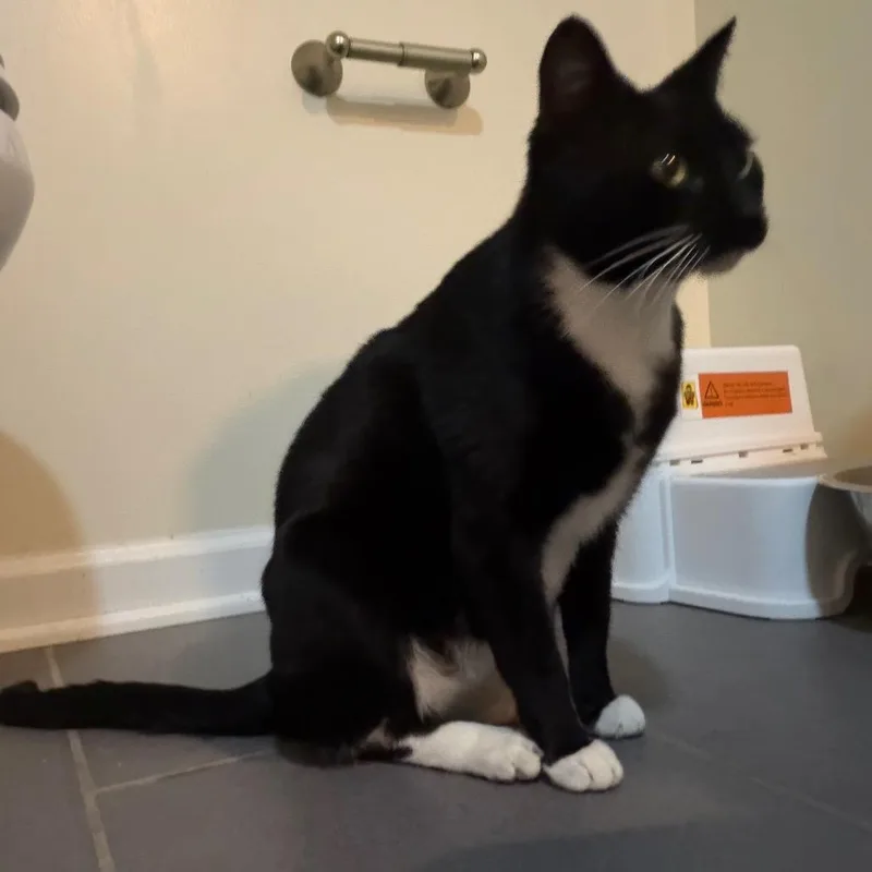 An adult small-sized female Black Domestic Short Hair cat named Sienna for adoption in Silver Spring, MD