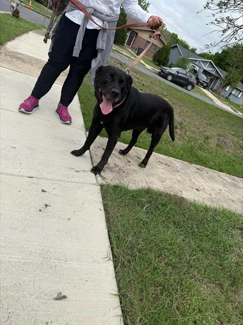 An adult medium-sized male American Staffordshire Terrier dog named Bentley for adoption in San Antonio, TX