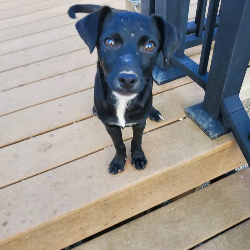 A baby medium-sized female Mixed Breed dog named Beatrice for adoption in Lexington, KY