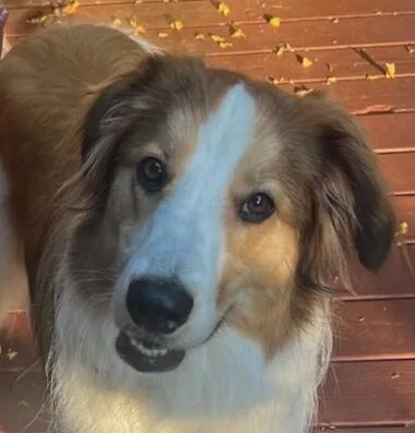 A young large-sized female Collie dog named Olive for adoption in Chapel Hill, TN