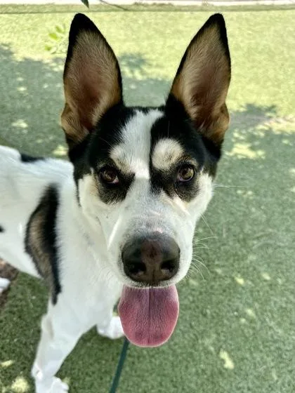 An adult large-sized male Black Mixed Breed dog named Pennywise the Dancing Clown for adoption in Wichita, KS