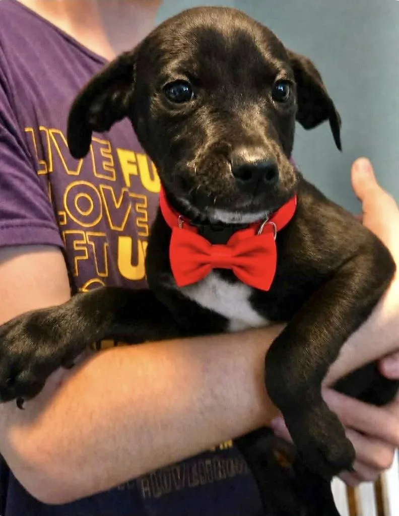 A baby medium-sized male Labrador Retriever dog named Archey for adoption in Manchester, CT