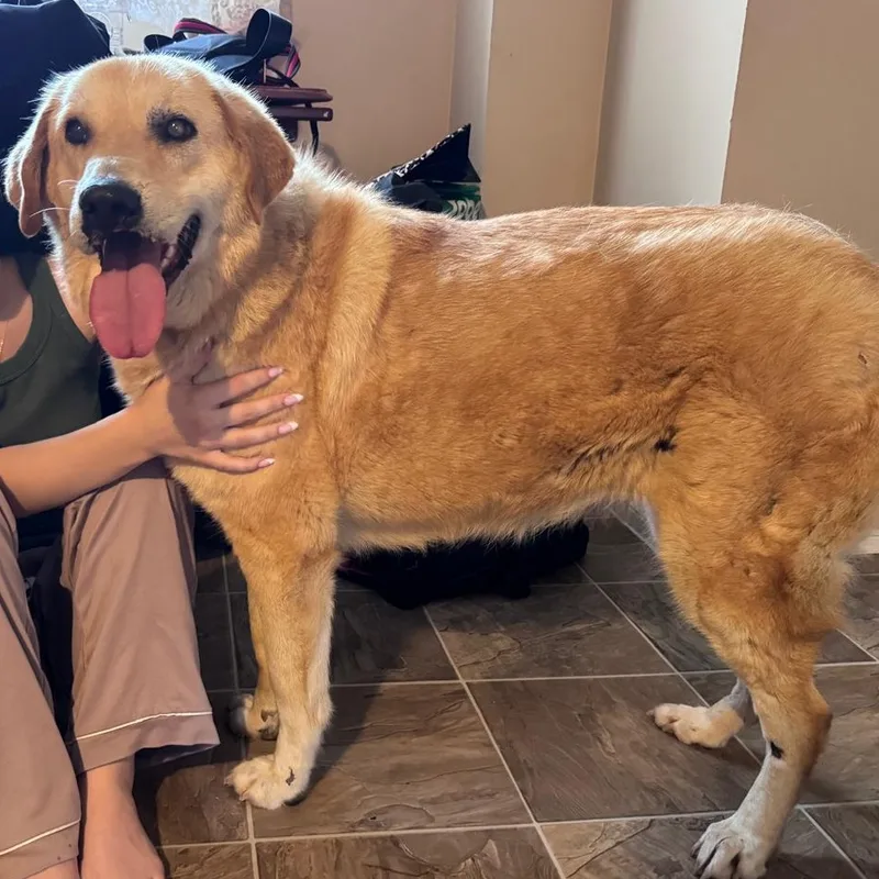 An adult large-sized female Golden Canaan Dog dog named Goldie for adoption in New York, NY