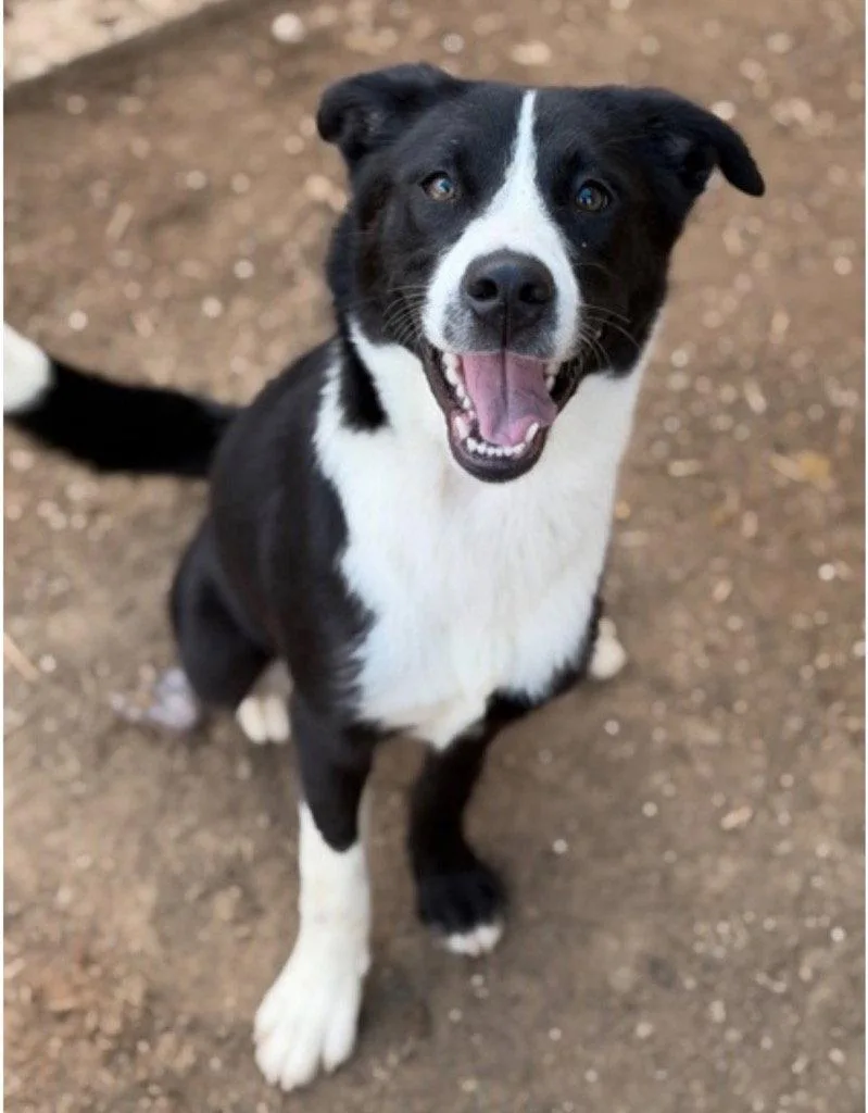 A young medium-sized female Border Collie dog named Molly for adoption in Bloomfield, CT