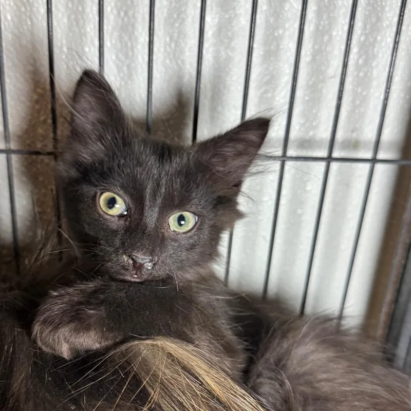 A baby medium-sized male Domestic Long Hair cat named Fenix for adoption in Saginaw, MI