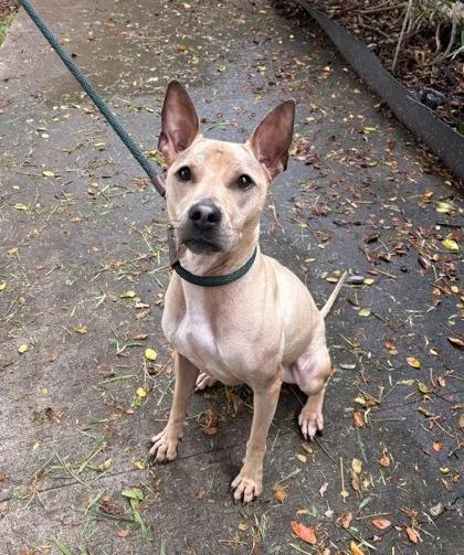 A baby medium-sized female Terrier dog named Zena for adoption in Honolulu, HI
