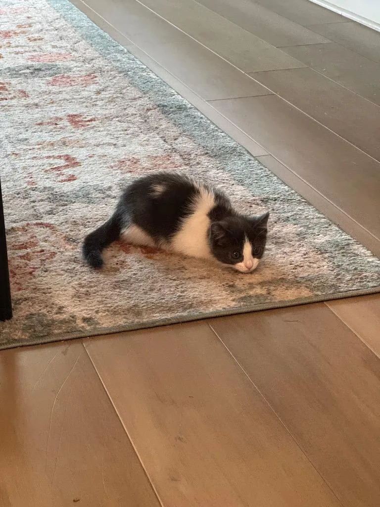 A baby small-sized female Domestic Short Hair cat named Bunny for adoption in New Braunfels, TX