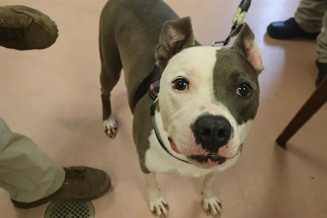 An adult large-sized male Mixed Breed dog named Pablo for adoption in Columbia, SC