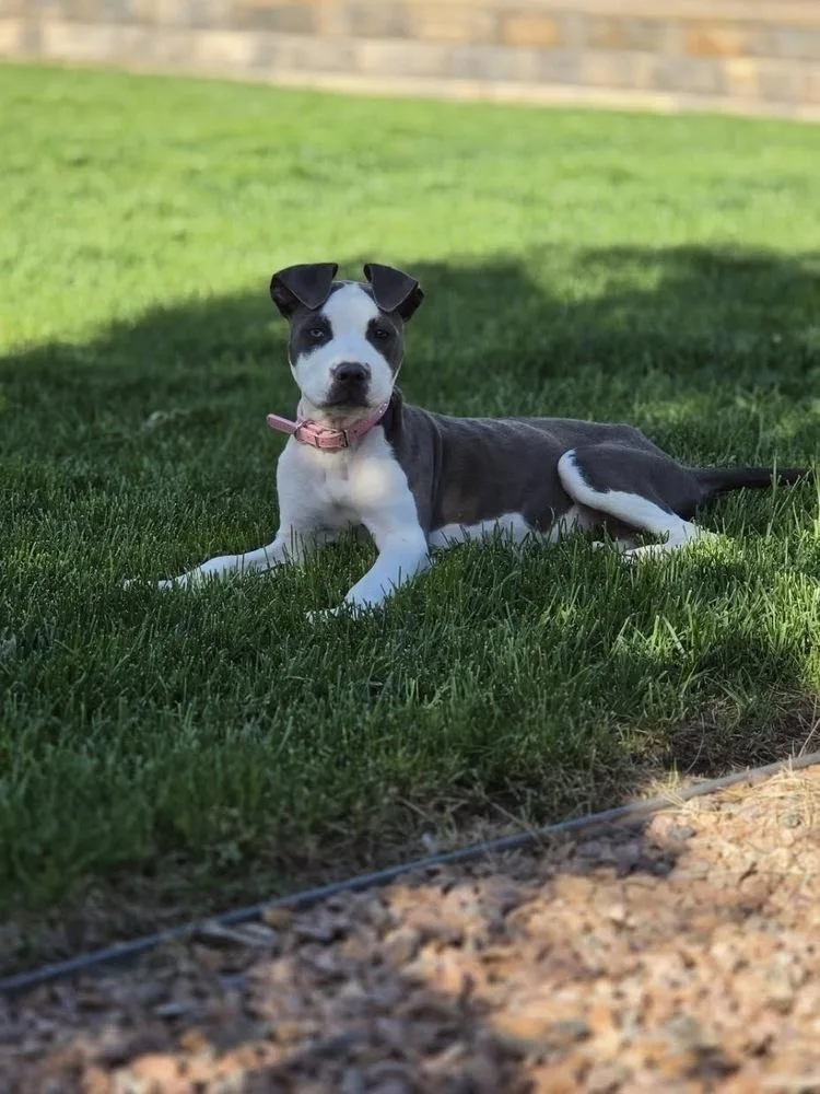 A baby small-sized female Gray / Blue / Silver Pit Bull Terrier dog named Kylie for adoption in Colorado Springs, CO