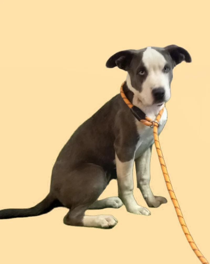 A young large-sized male Gray / Blue / Silver Terrier dog named Gunner for adoption in El Paso, TX