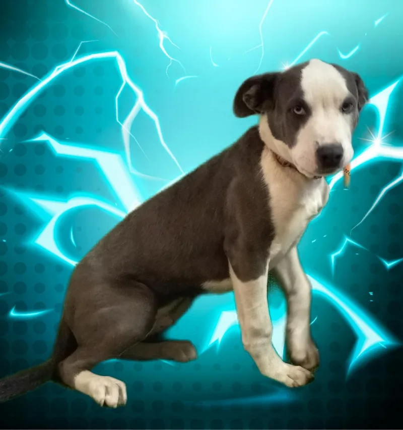 Gunner thumbnail 3