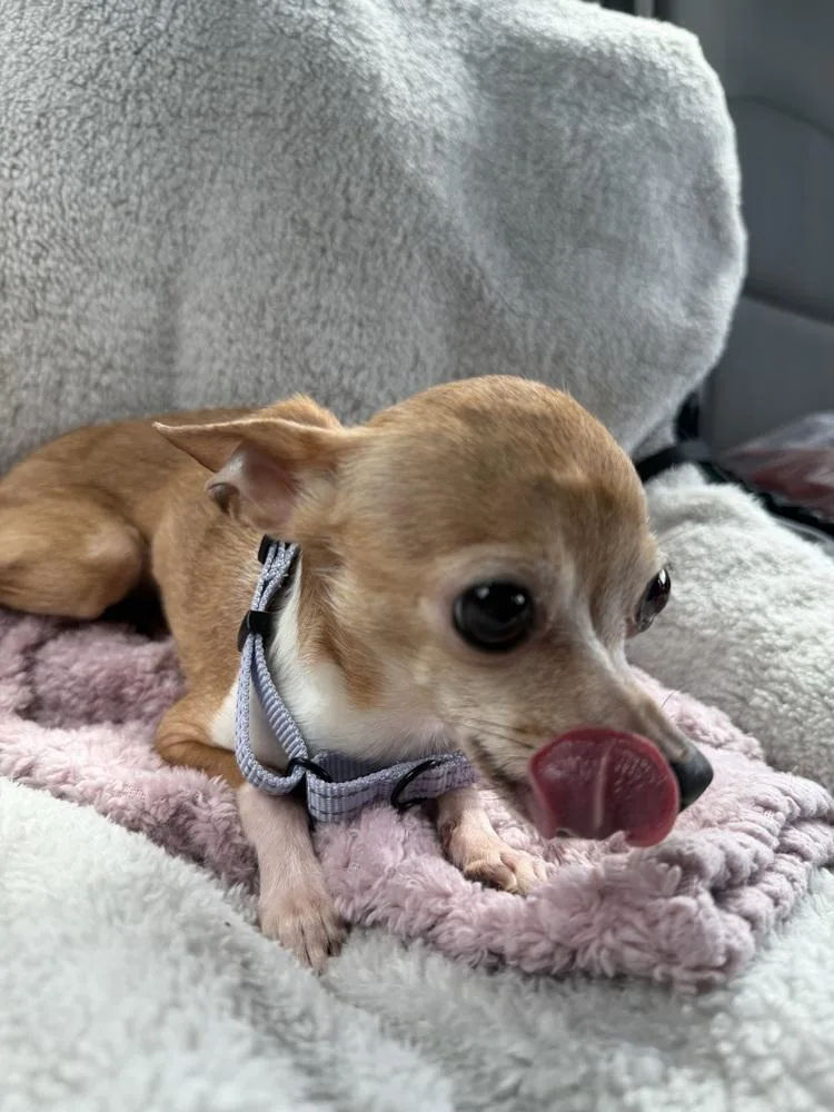 Mitzi thumbnail 2