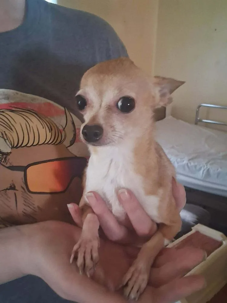Mitzi thumbnail 3
