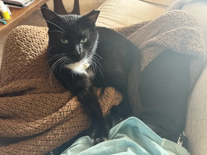 An adult medium-sized male Domestic Short Hair cat named Lego for adoption in Ferndale, MI