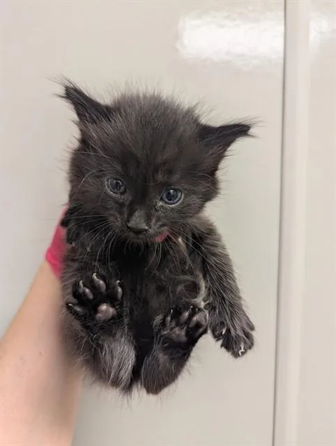 A baby small-sized female Domestic Medium Hair cat named Sparrow for adoption in Ontario, CA