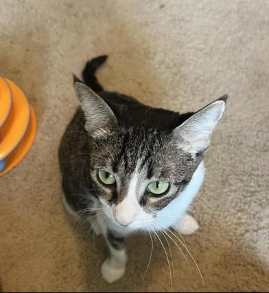 A young medium-sized female Tabby (Brown / Chocolate) Domestic Short Hair cat named Salem for adoption in Liverpool, TX