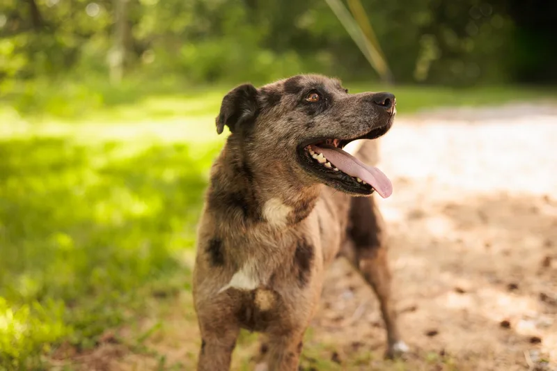 An adult medium-sized female Gray / Blue / Silver Mixed Breed dog named Tracy for adoption in Gradyville, KY