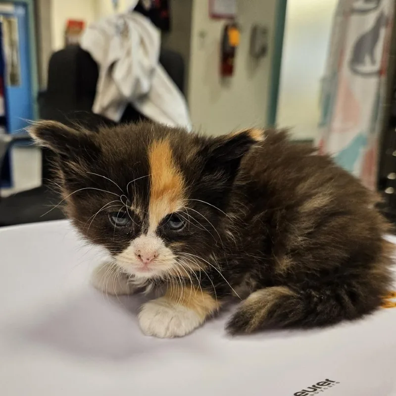 A baby small-sized female Calico Domestic Short Hair cat named Dedra for adoption in Port Townsend, WA