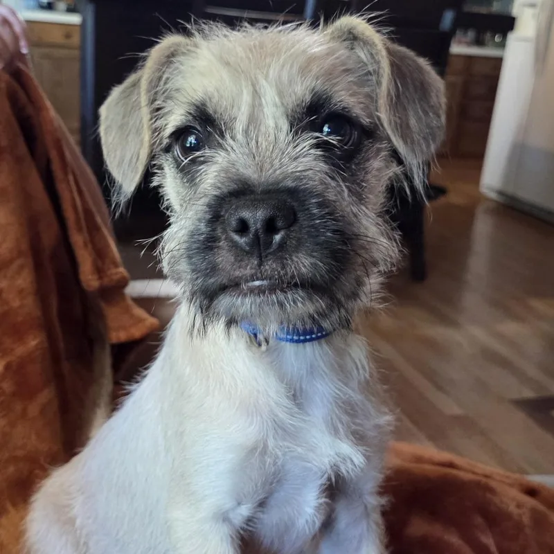 A baby small-sized male Yellow / Tan / Blond / Fawn Pug dog named Teddy for adoption in Alma, WI