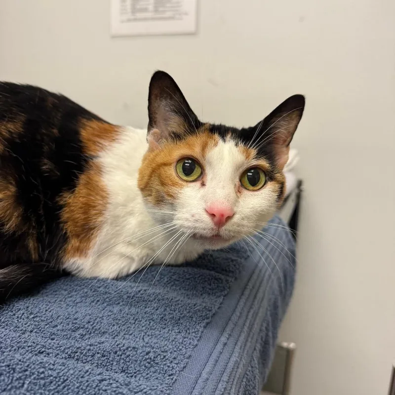 A senior medium-sized female Domestic Short Hair cat named Countess Isabella for adoption in Jacksonville, FL