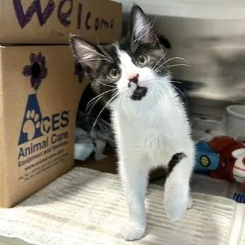 A baby small-sized male Black Domestic Short Hair cat named McIntosh for adoption in Novelty, OH