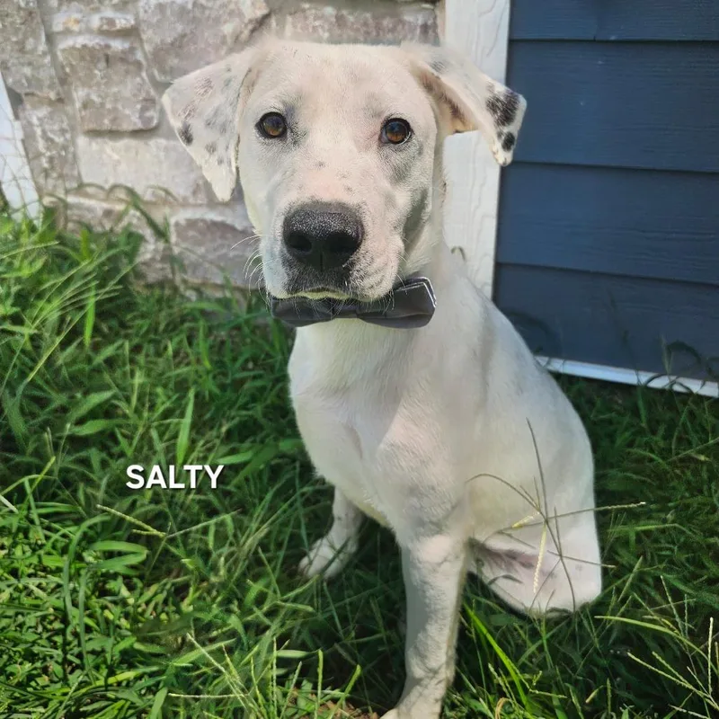 Salty thumbnail 2